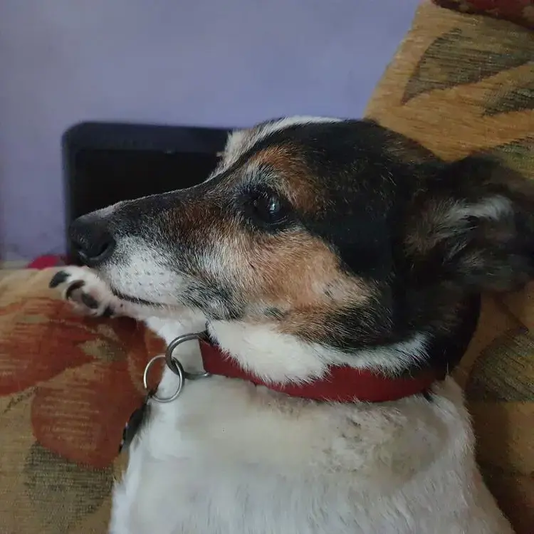 Jack Russell Terrier