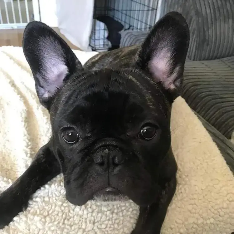 French Bulldog