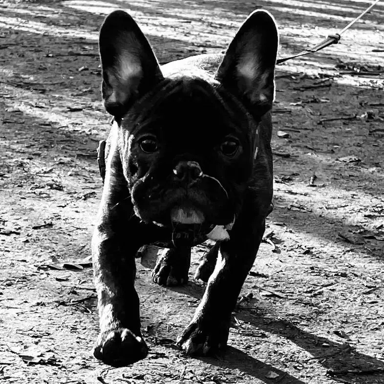 French Bulldog