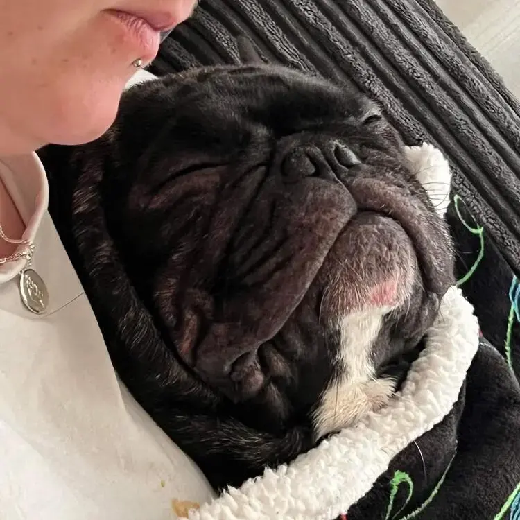 French Bulldog