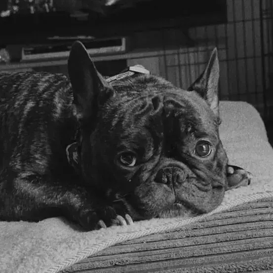 French Bulldog
