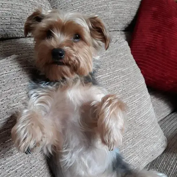 Yorkshire Terrier