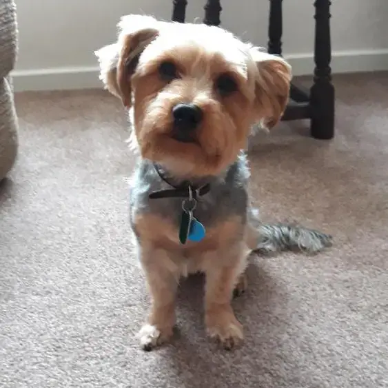Yorkshire Terrier
