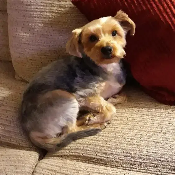 Yorkshire Terrier