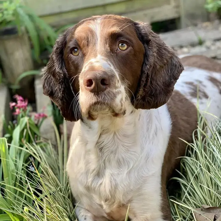 English Springer Spaniel