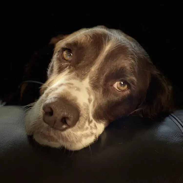 English Springer Spaniel