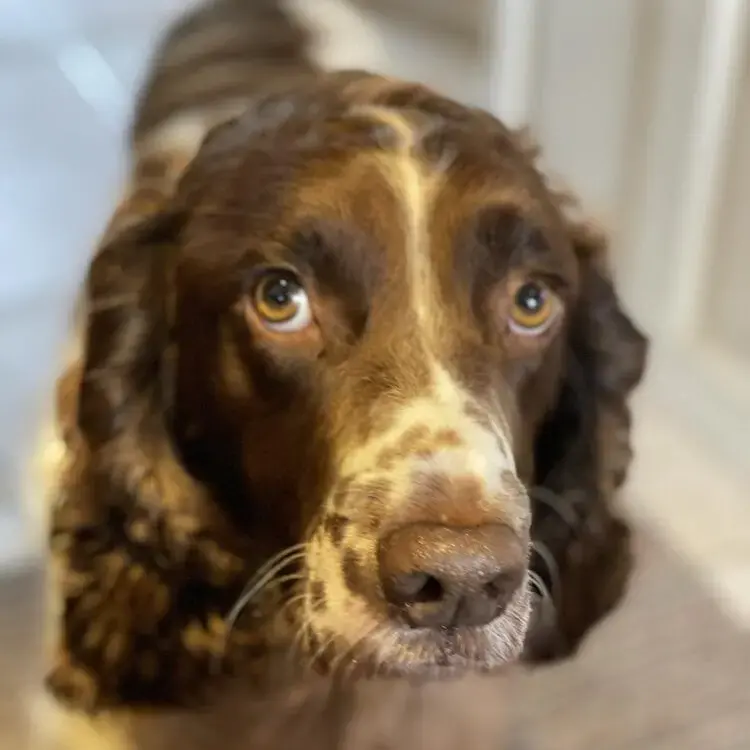 English Springer Spaniel
