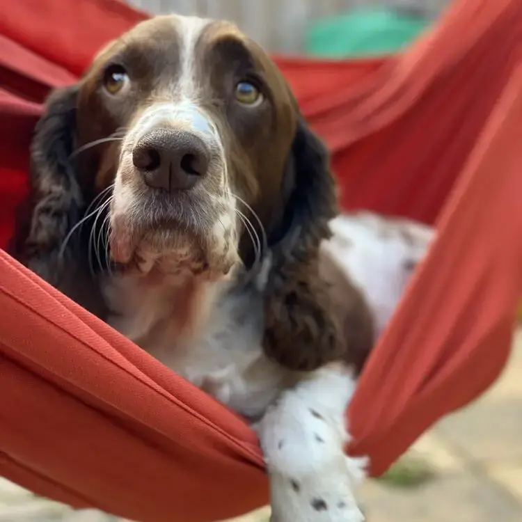 English Springer Spaniel