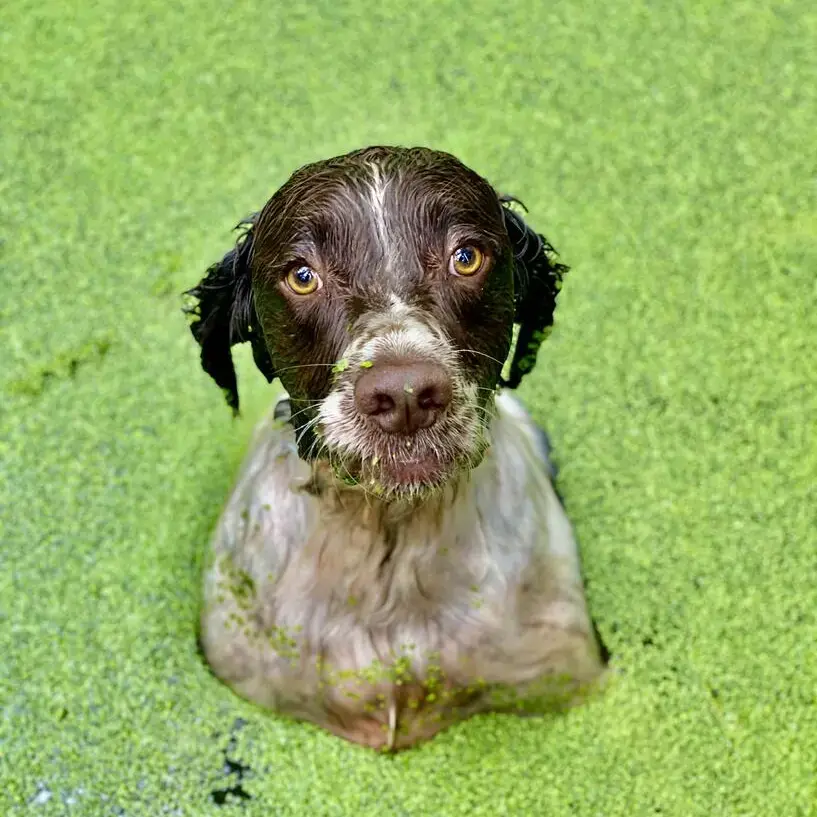 English Springer Spaniel