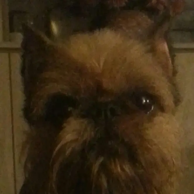 Griffon Bruxellois