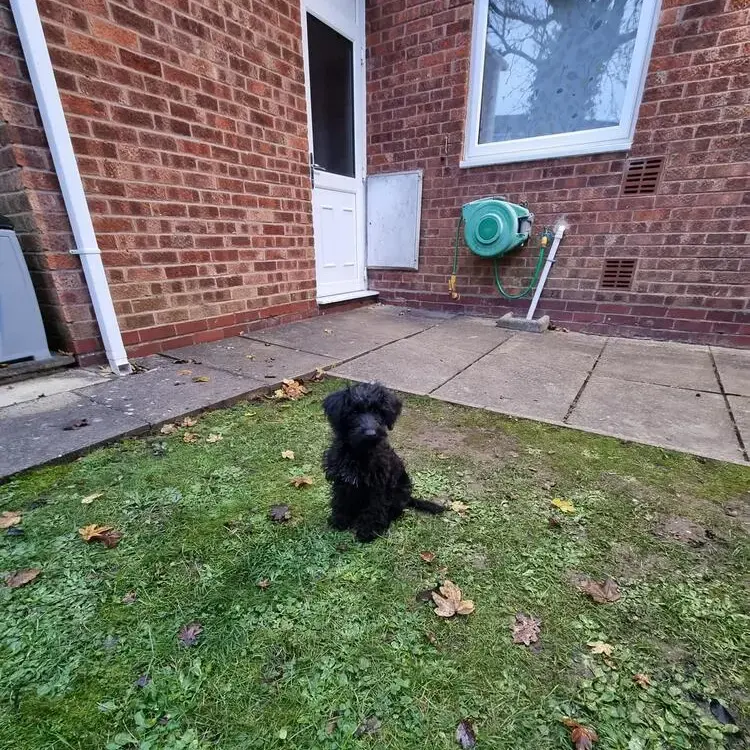 Schnoodle