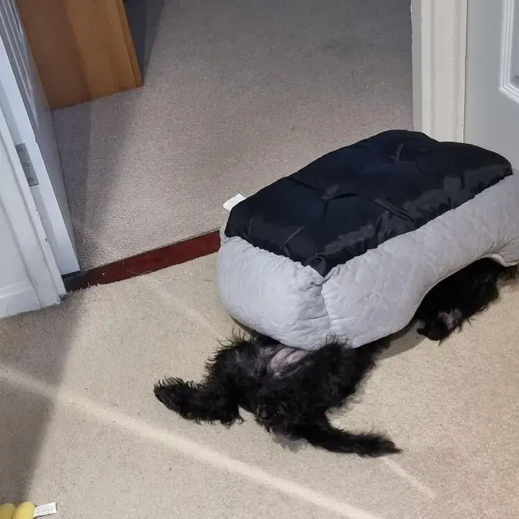Schnoodle