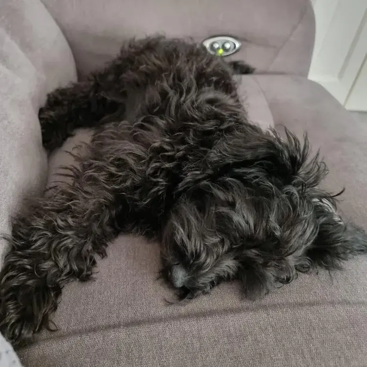 Schnoodle