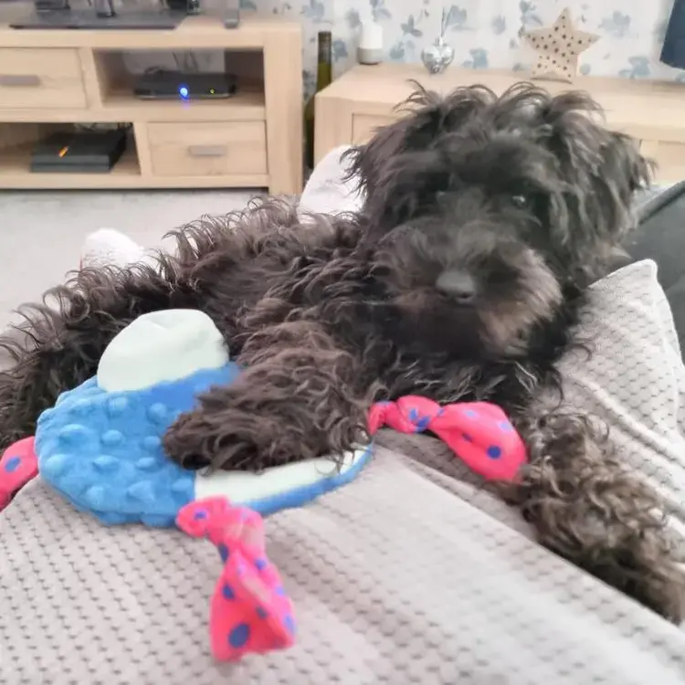 Schnoodle