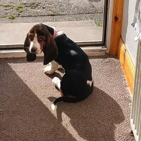 Basset Hound