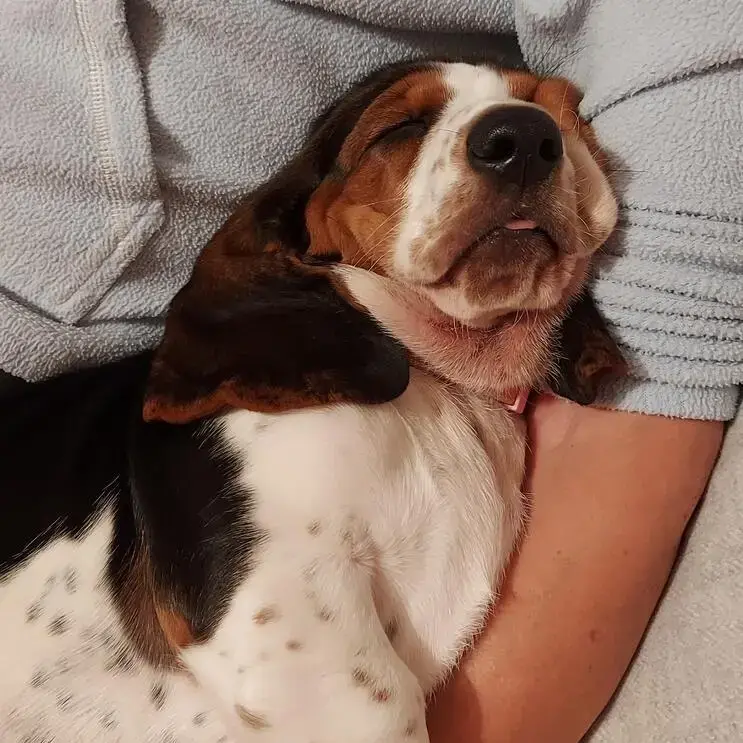 Basset Hound