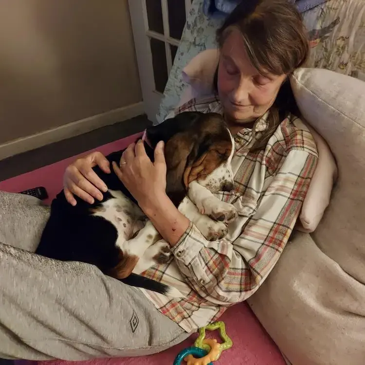 Basset Hound