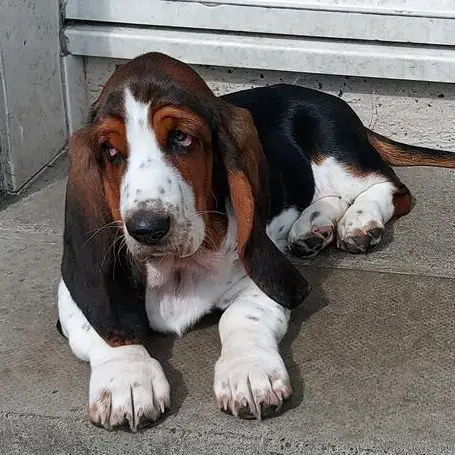 Basset Hound