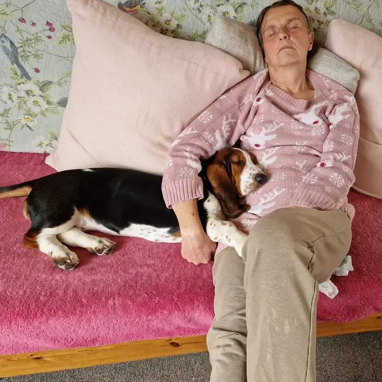 Basset Hound