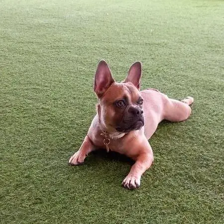 French Bulldog
