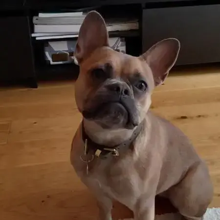 French Bulldog