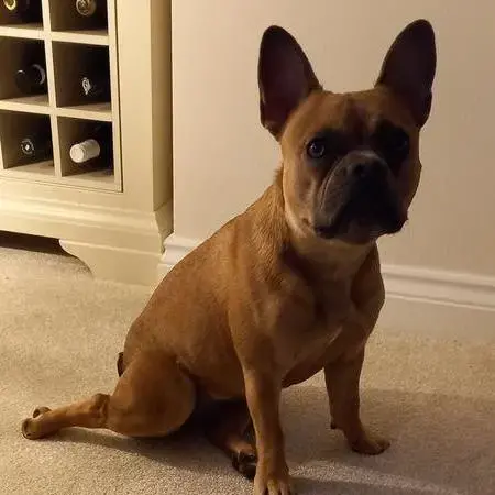 French Bulldog