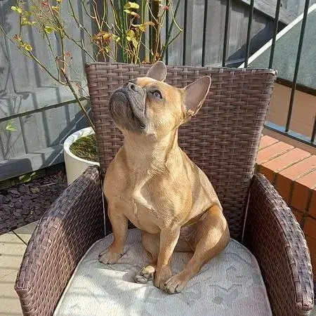 French Bulldog