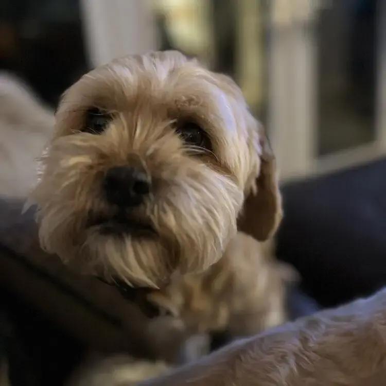 Shih Tzu