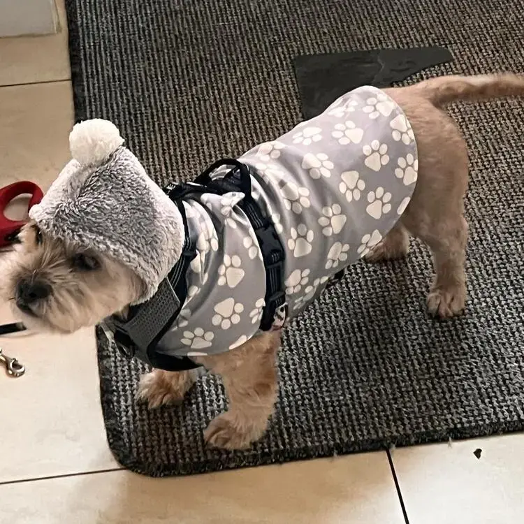 Shih Tzu