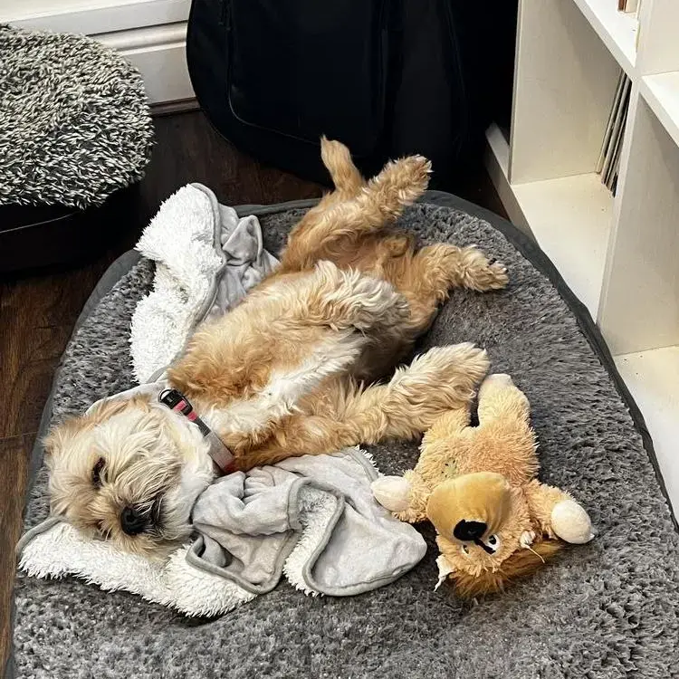 Shih Tzu