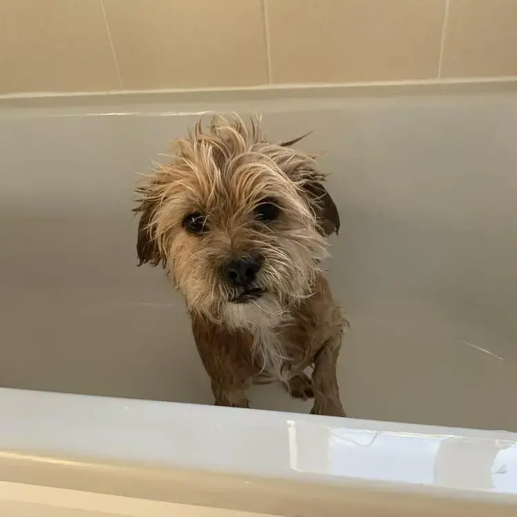 Shih Tzu