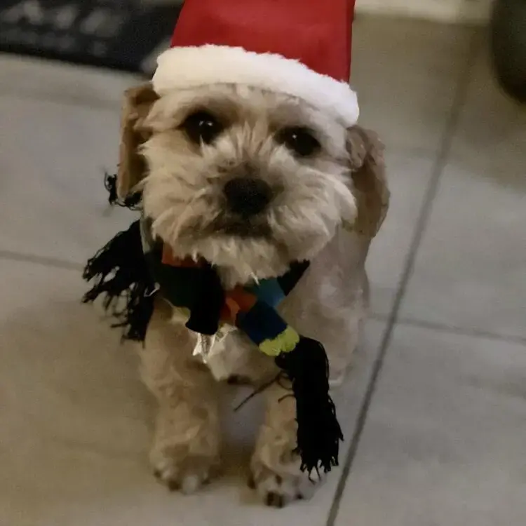 Shih Tzu