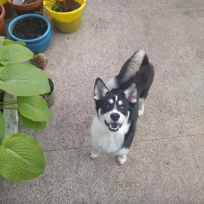 Siberian Husky