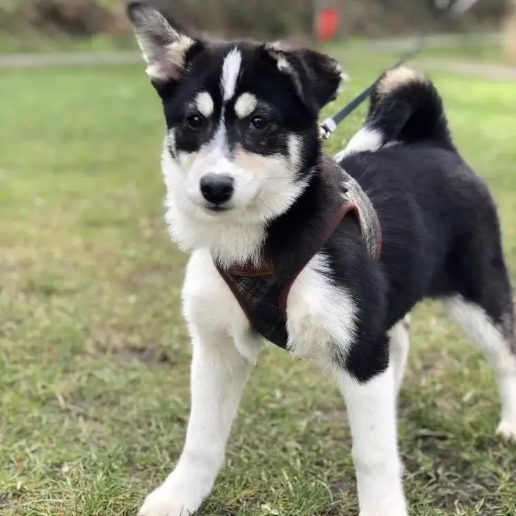Siberian Husky