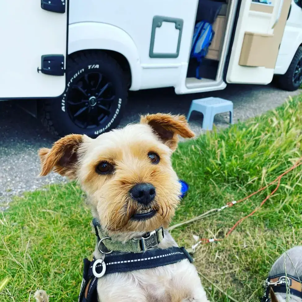 Yorkshire Terrier