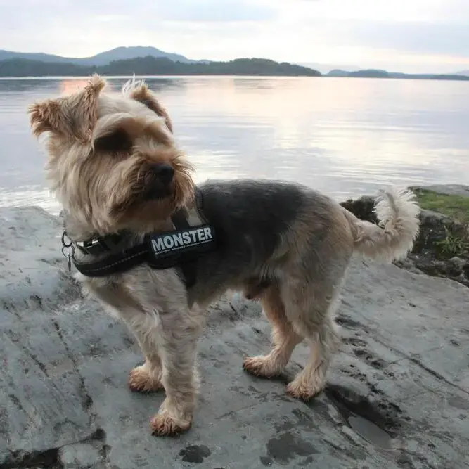 Yorkshire Terrier