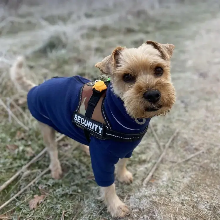 Yorkshire Terrier