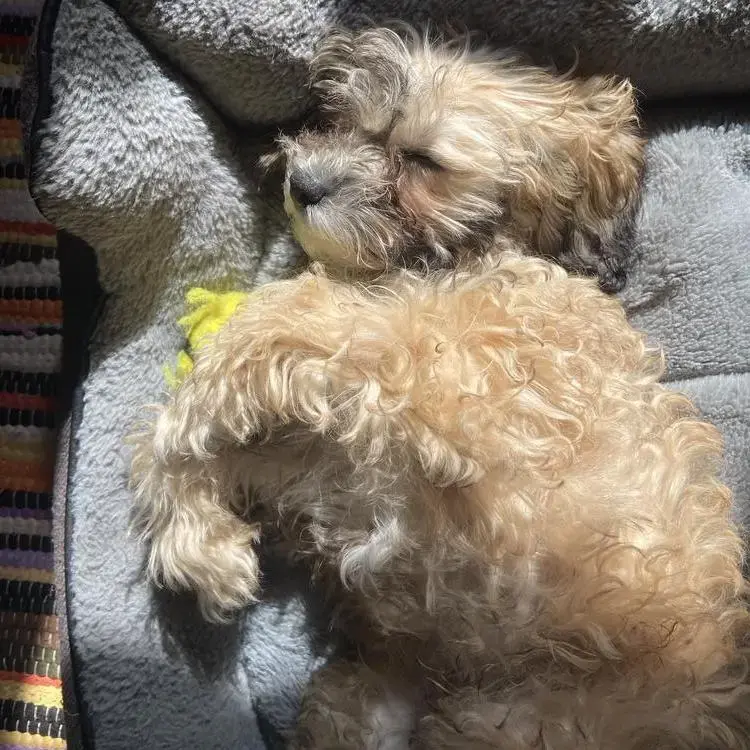 Shih Tzu