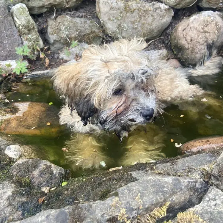Shih Tzu
