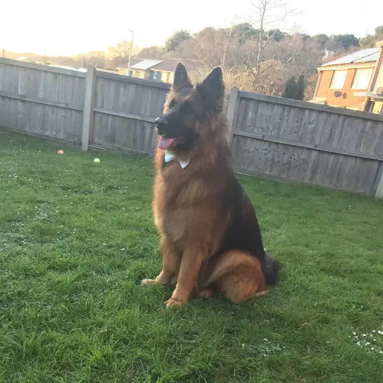 German Shepherd Dog