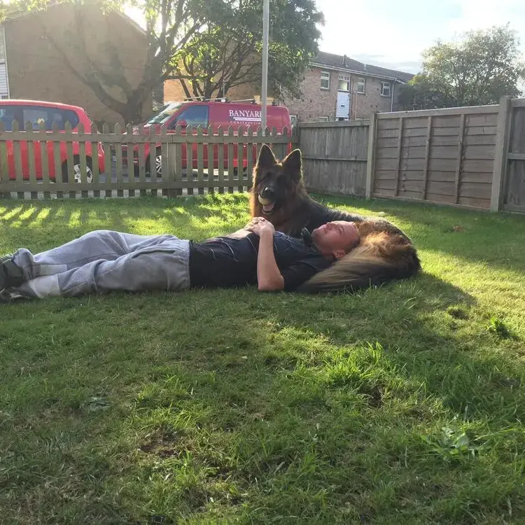 German Shepherd Dog