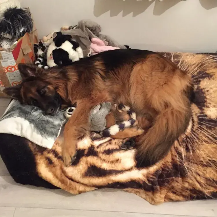 German Shepherd Dog
