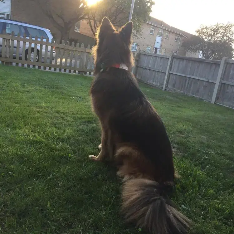 German Shepherd Dog