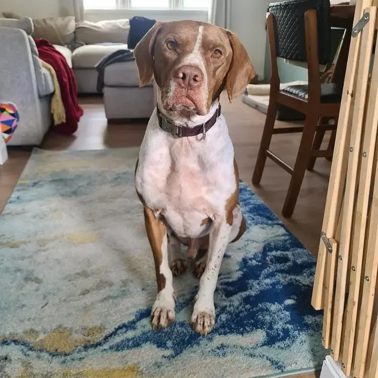 Staffordshire Bull Terrier