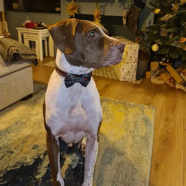 Staffordshire Bull Terrier