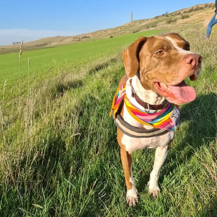 Staffordshire Bull Terrier