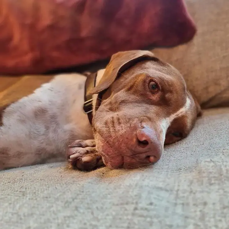 Staffordshire Bull Terrier