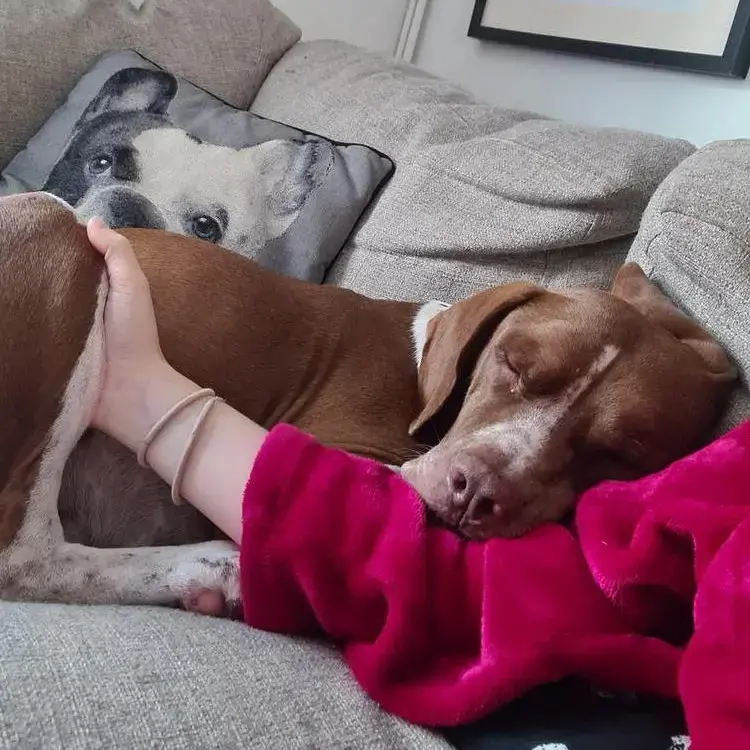 Staffordshire Bull Terrier