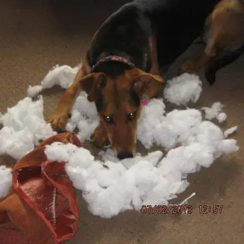 German Shepherd Dog
