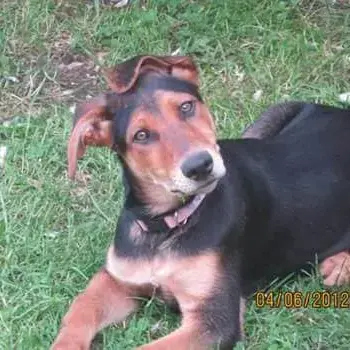 German Shepherd Dog